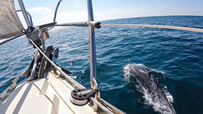 Barca a vela in navigazione con delfino
